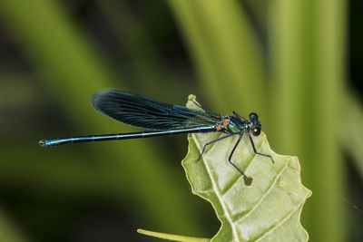 Close-up of dragonfly on leaf