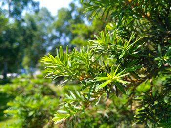 Close-up of pine tree