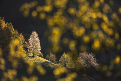 Landscape with the beauty of spring season in the mountain area.