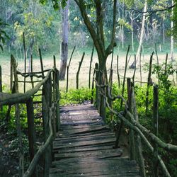 Trees in forest