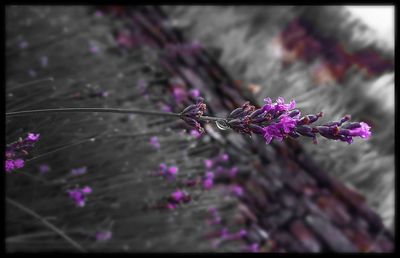 Close-up of insect on purple flower