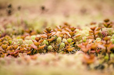 Close-up of flowering plant on field