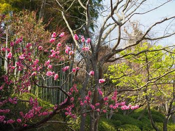 Pink flowers on tree