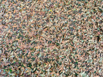 Full frame shot of dry leaves