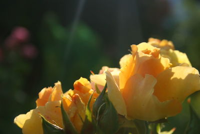 Close-up of yellow flower