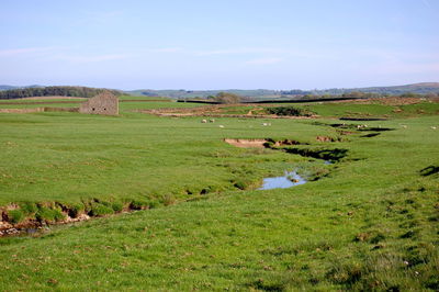 Scenic view of agricultural field against sky