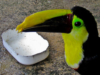 Close-up of parrot eating