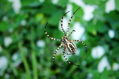 Close-up of spider on web