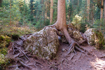 Trees in forest