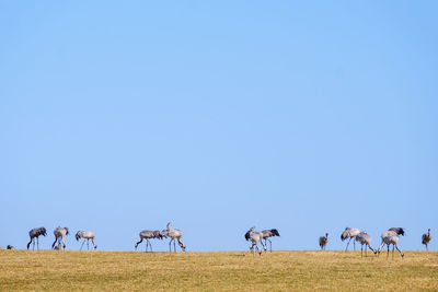 Cranes on a field with the sky in the background