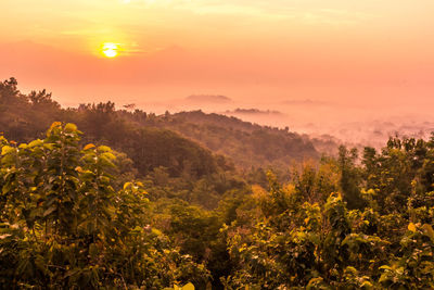 Scenic view of trees against sky during sunset