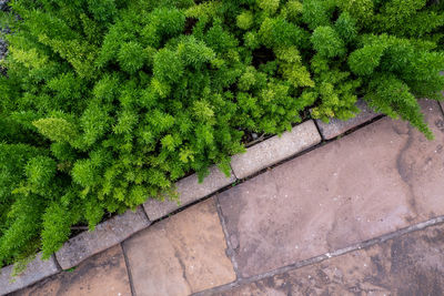 High angle view of green leaves