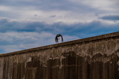 Low angle view of bird on wall against sky