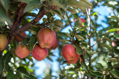 Low angle view of fruits on tree