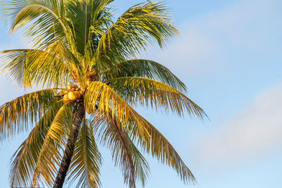 Low angle view of sunshine on a palm tree against sky