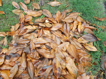 High angle view of leaves on field