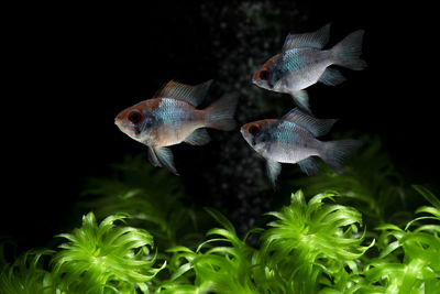 Fish swimming in sea