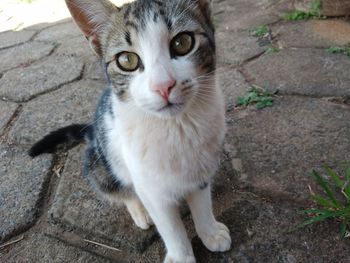 Close-up portrait of cat