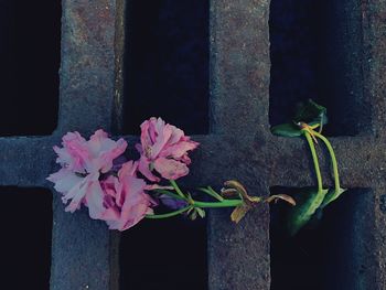 Close-up of flowers against built structure