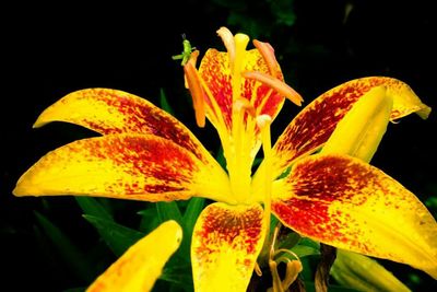 Close-up of yellow flowers