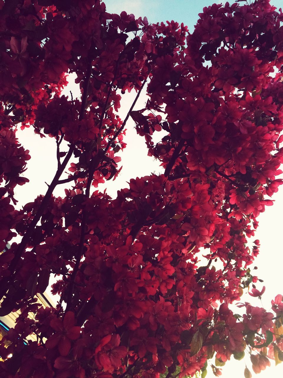 tree, branch, low angle view, growth, beauty in nature, autumn, season, nature, leaf, change, red, clear sky, sky, pink color, tranquility, sunlight, freshness, day, no people, outdoors