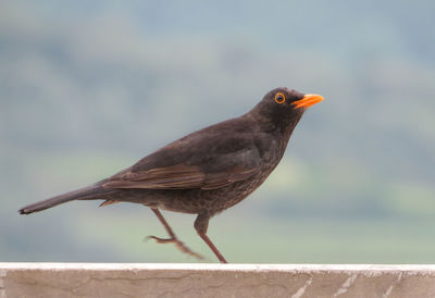 Close-up of bird perching on a wall