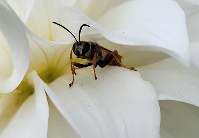 Close-up of bee on white flower