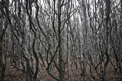 Bare trees in forest during winter