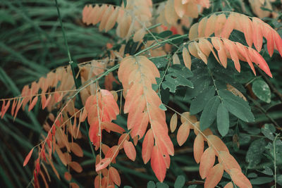 Close-up of orange leaves on flowering plant