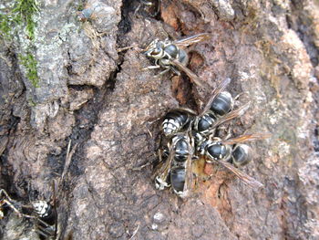 Close-up of insect on wall