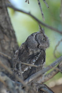 Close-up of owl perching on branch