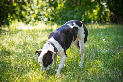 Dogs running on field