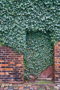 Ivy growing on wall