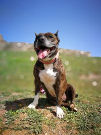 Dog sitting on field