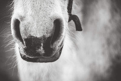 Close-up of a horse