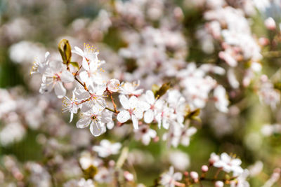 Close-up of cherry blossom tree