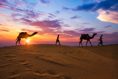 Indian cameleers camel drivers camel silhouettes in dunes on sunset. jaisalmer, rajasthan, india