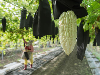 Woman harvesting bitter gourds growing at vegetable garden