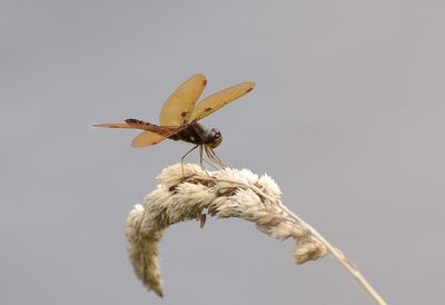 Close-up of insect on flower