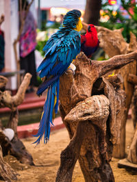 Close-up of parrot perching on branch