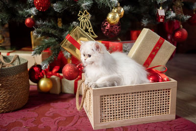 Close-up of christmas decorations