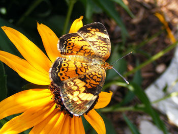 Close-up of butterfly pollinating on yellow flower