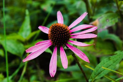 Close-up of fresh purple coneflower blooming outdoors
