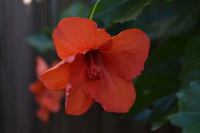 Close-up of red flower