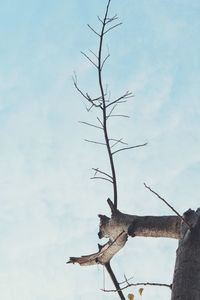 Low angle view of dead tree against sky