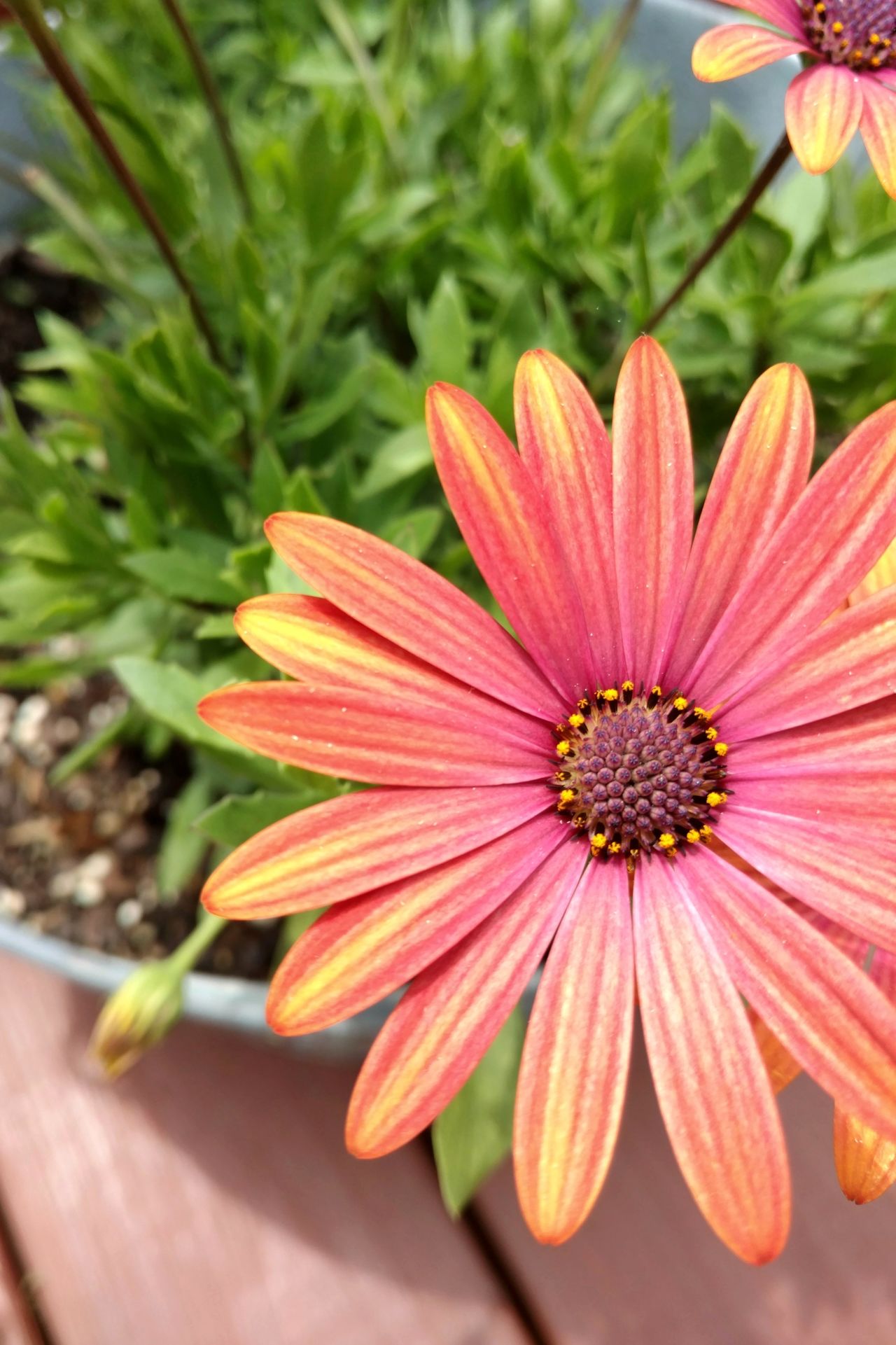 Orange and yellow and pink flowers