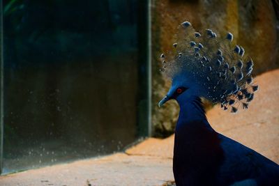 Close-up of bird