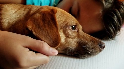 Close-up of woman with dog