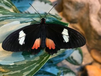 Close-up of butterfly perching on leaf