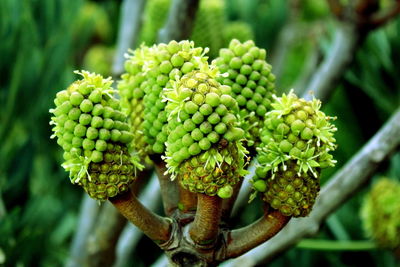 Close-up of fruit on tree